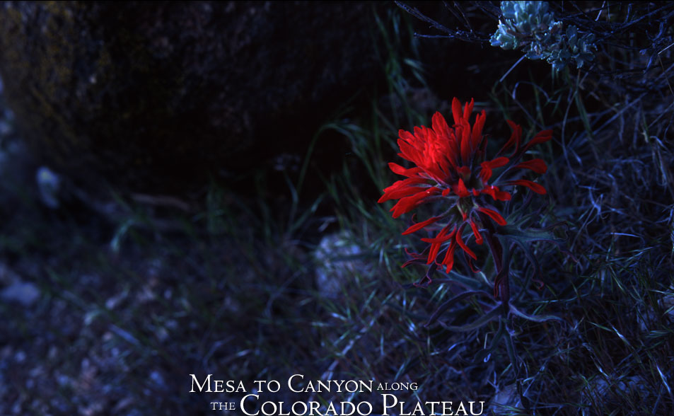 paintbrush flowers