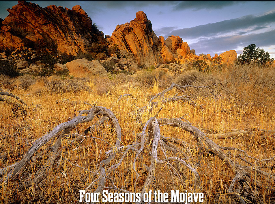 Joshua Tree National Park