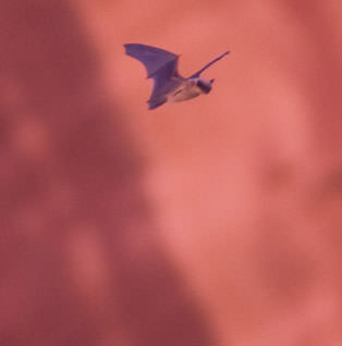 Western Pinnistrelle Bat