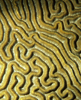 brain coral