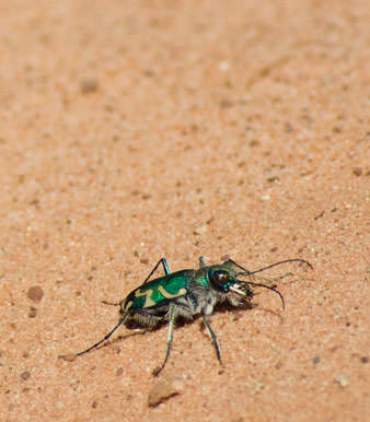 Bug