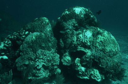 Coral