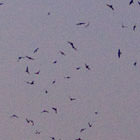 Chapman Swifts