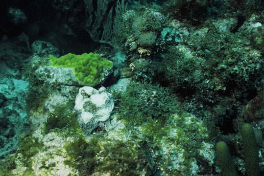 coral