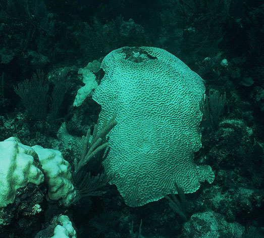 Coral