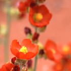 Globemallow