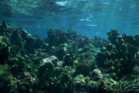 Coral