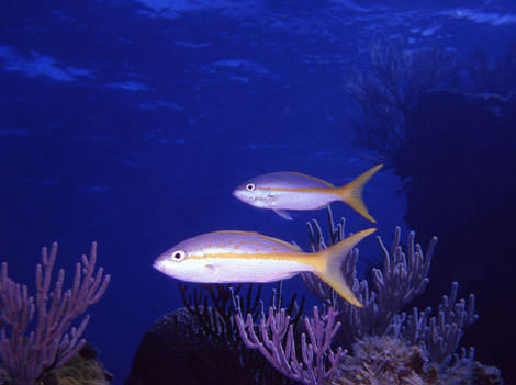 Yellowtail Snapper