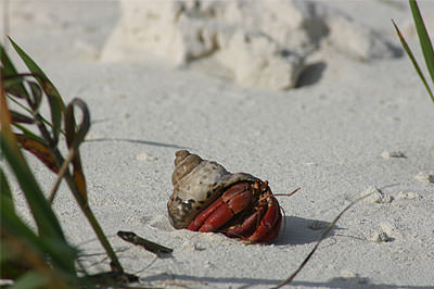 Hermit Crab