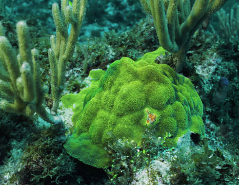 Coral