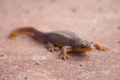 rough skinned newt
