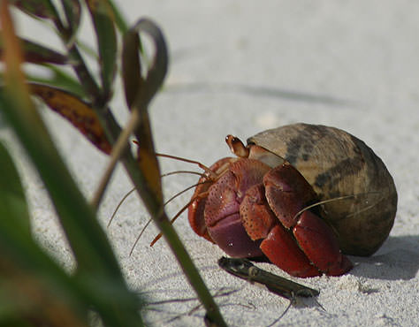 Shell