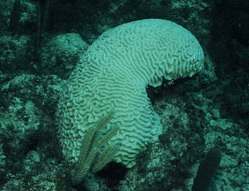 Coral