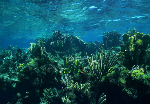 Coral