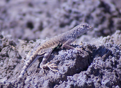 Zebra-tailed Lizard