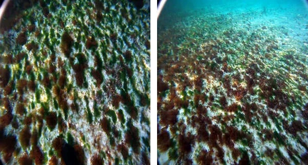 Algae and Coral Reefs