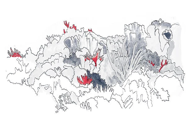 Guana Cay Coral Reef